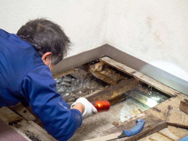 Best White Mold Remediation in Shawsville, VA