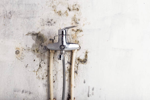 Best Mold Testing and Inspection Services in Shawsville, VA