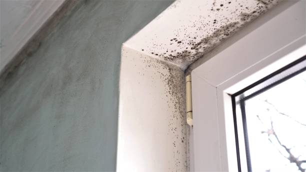 Shawsville, VA Mold Remediation Company