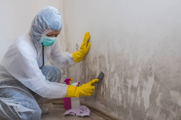 Best Post-Flood Mold Remediation in Shawsville, VA