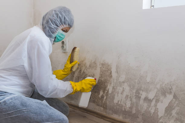 Best Mold Remediation for Schools in Shawsville, VA