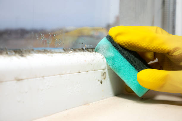 Best Attic Mold Remediation in Shawsville, VA