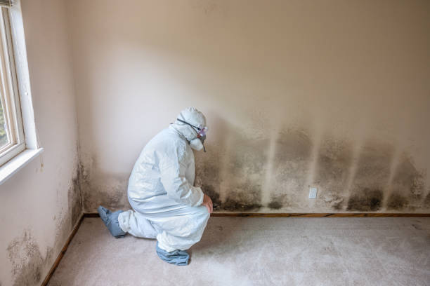 Best Commercial Mold Remediation in Shawsville, VA