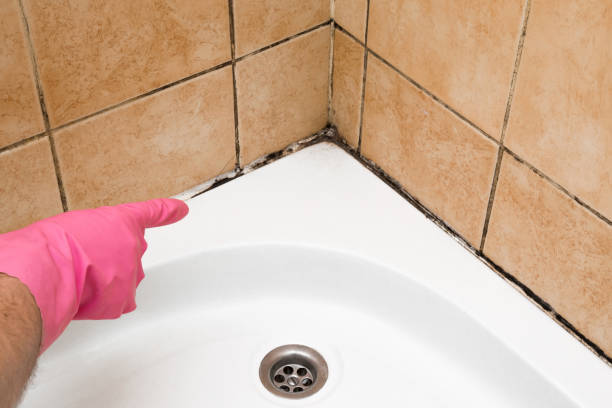 Best Mold Remediation for Specific Building Types in Shawsville, VA
