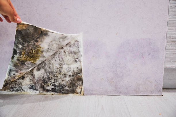 Best Basement Mold Remediation in Shawsville, VA